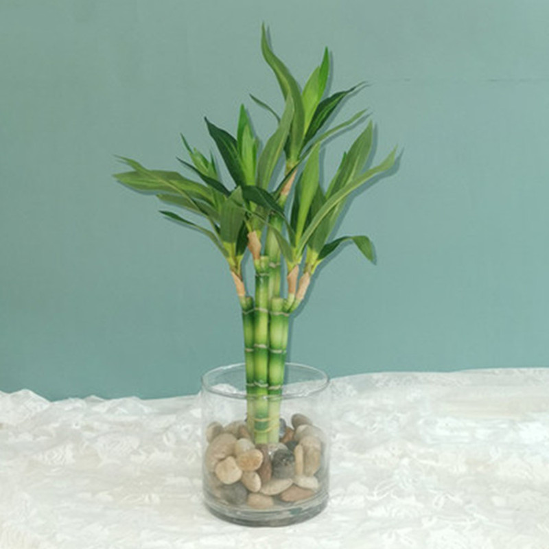 Aquarium Plants Book - New 40cm rFtificial Lucky Bamboo Succulent