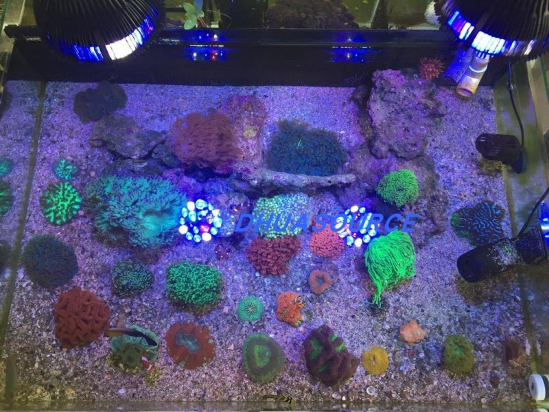 Full specturm LED Aquarium Ree - مراجعة Aquarium Plant Ornament وسعره
