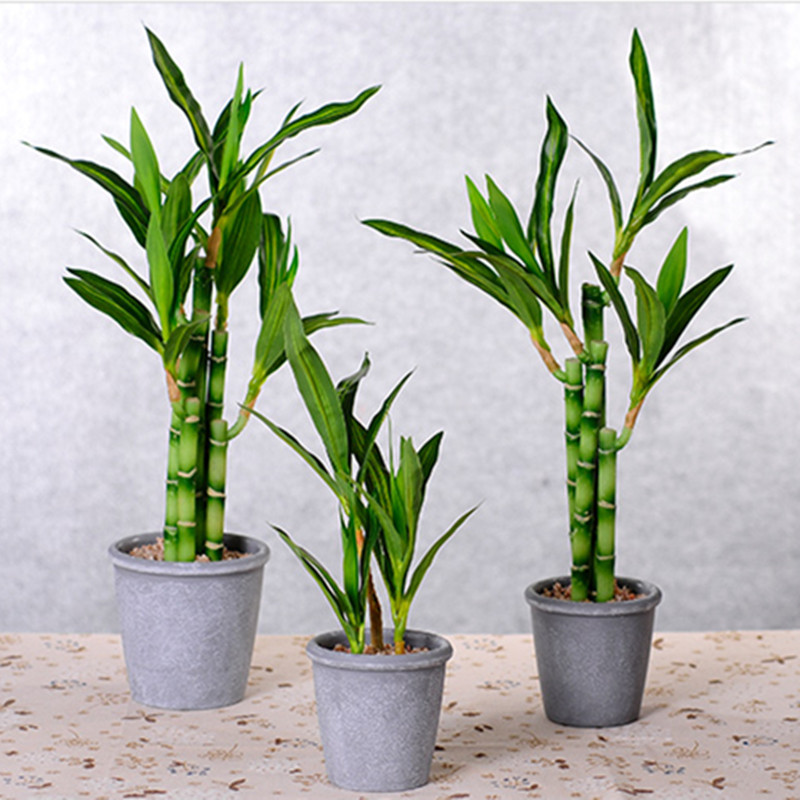 New 40cm rFtificial Lucky Bamb - مراجعة Aquarium Plants Book وسعره