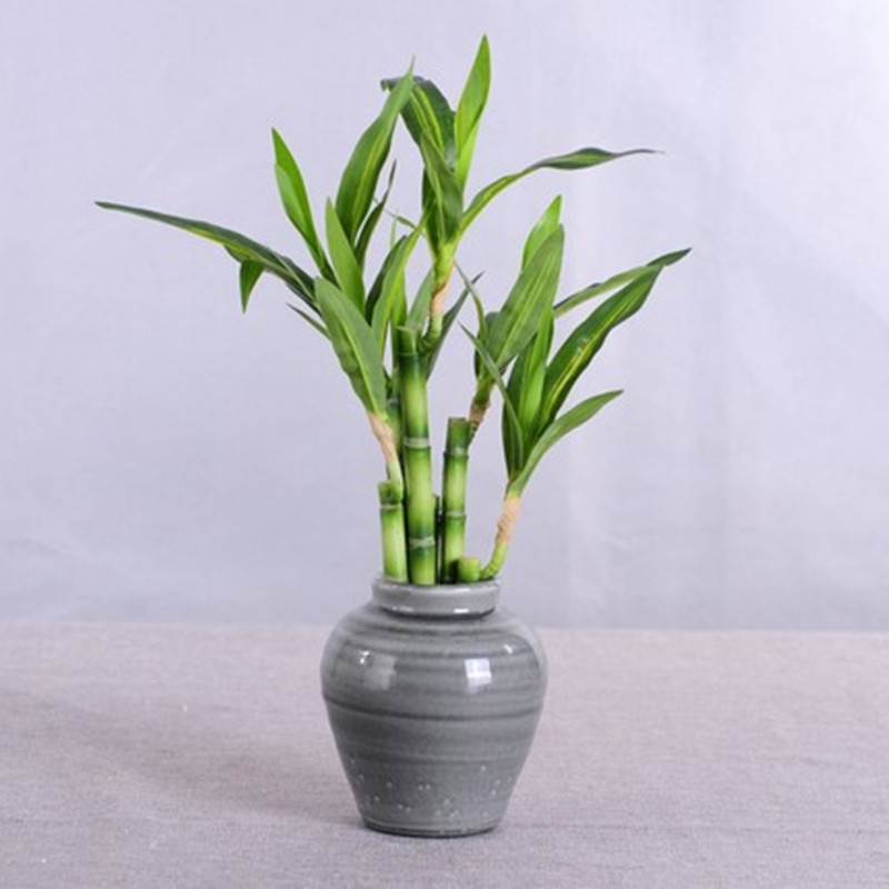 New 40cm rFtificial Lucky Bamb - مراجعة Aquarium Plants Book وسعره
