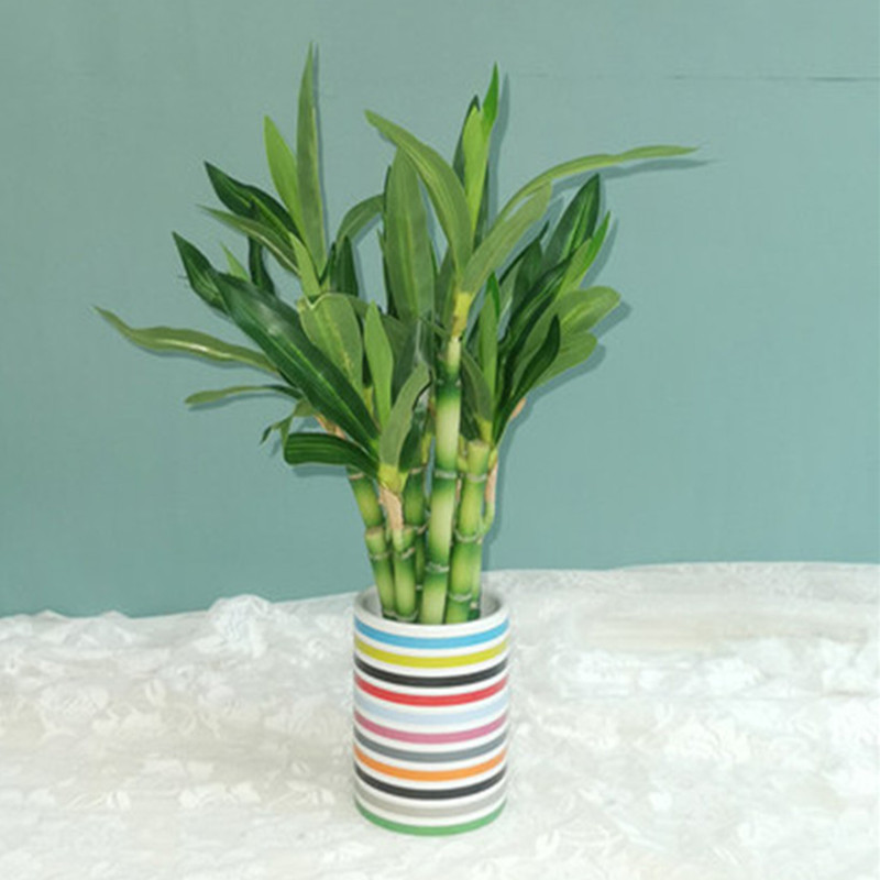 New 40cm rFtificial Lucky Bamb - مراجعة Aquarium Plants Book وسعره
