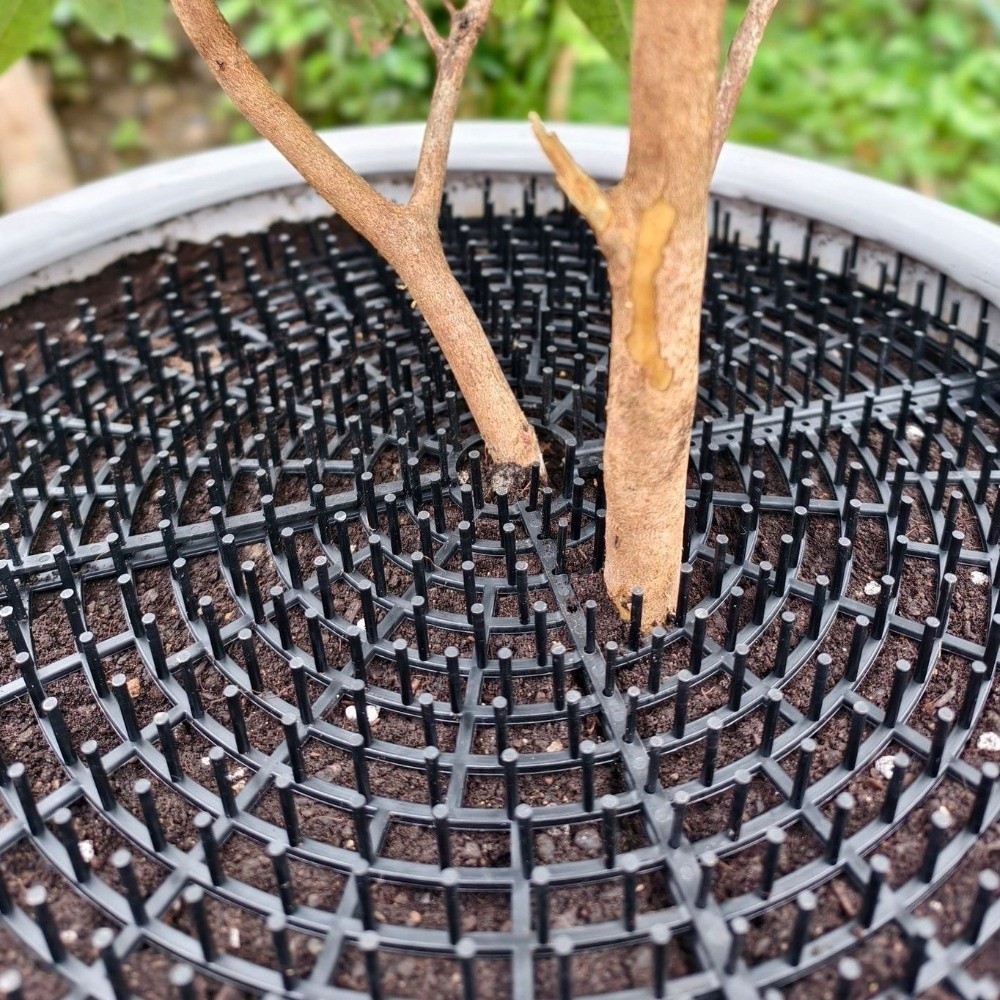 Breathable Mesh Plant Pot Soil - مراجعة Tissue Culture Plant وسعره