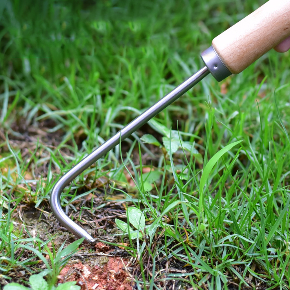 1PC Single Claw Hook Soil Loos - مراجعة Tissue Culture Plant وسعره