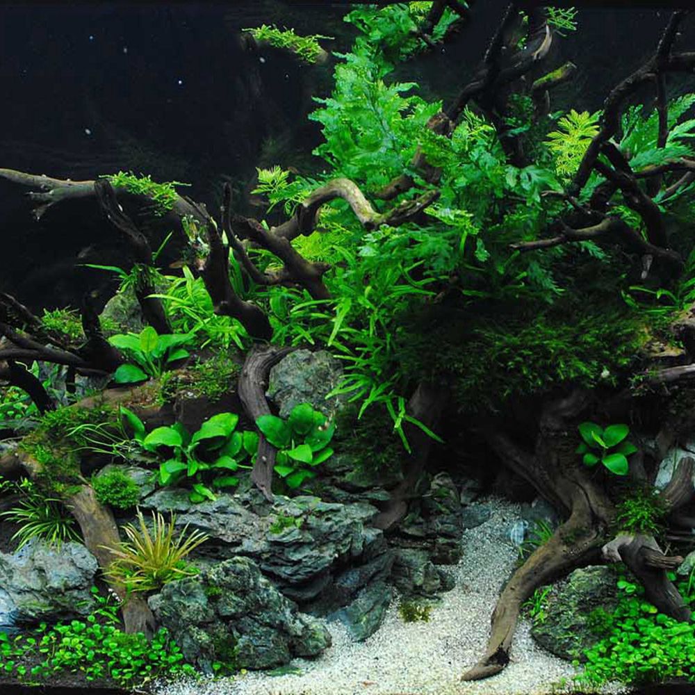 Aquarium Driftwood Natural Fis - مراجعة Aquarium Plant Root Tabs وسعره