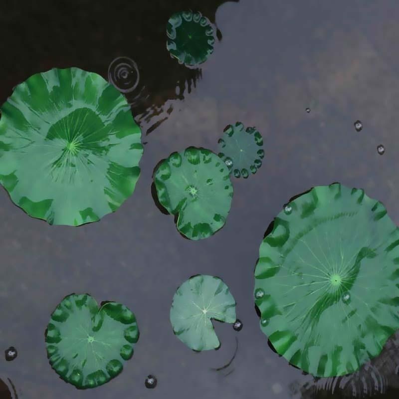 2026 Artificial Water Lily Lot - مراجعة Aquarium Plants Book وسعره