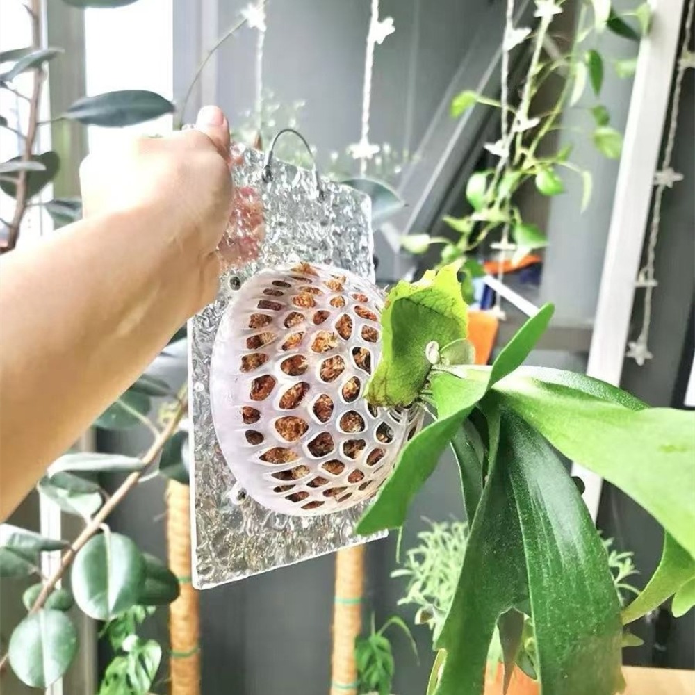Hollowed Plants Soil Protector - مراجعة Tissue Culture Plant وسعره