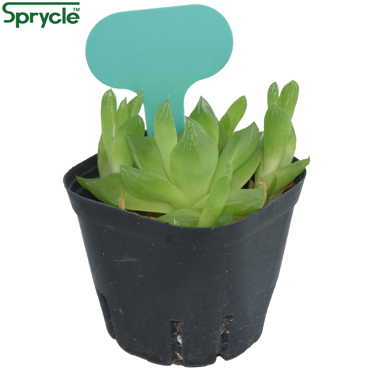 SPRYCLE 50PCS 50*70MM Colorful - مراجعة Tissue Culture Plant وسعره