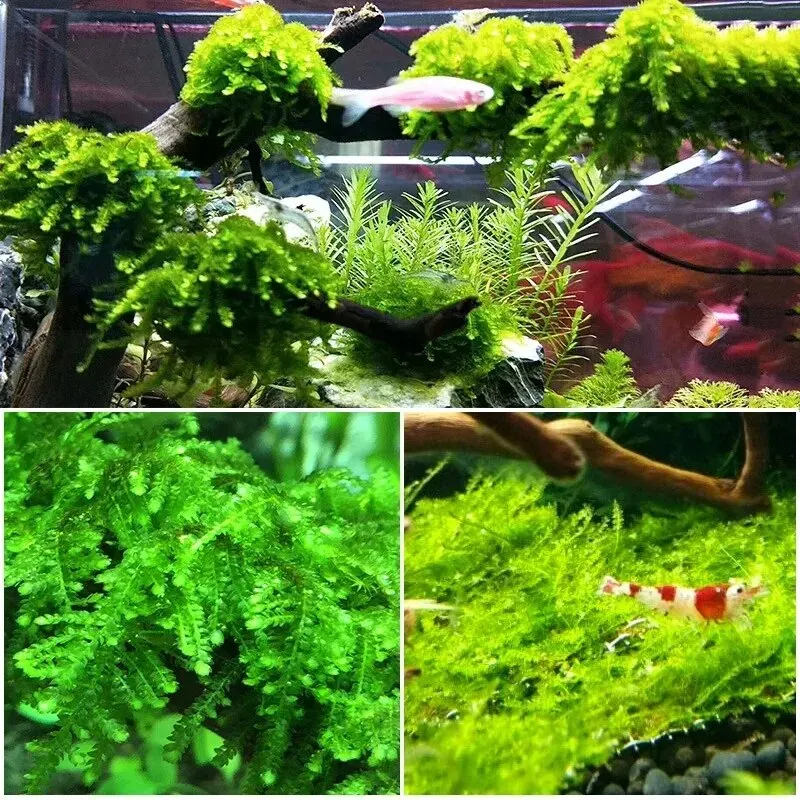 Natural Driftwood Cuckoo Roots - مراجعة Aquarium Plant Root Tabs وسعره
