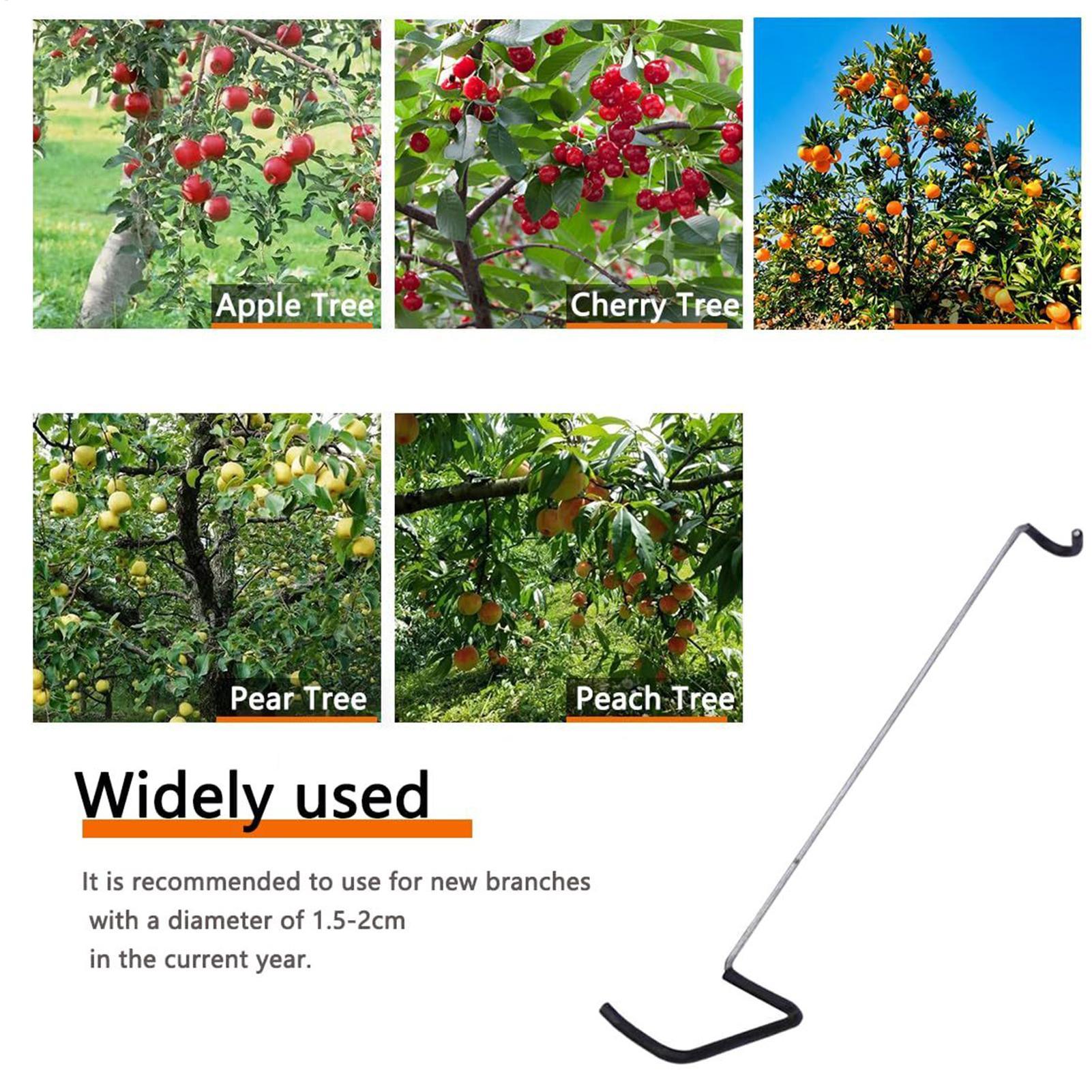 Fruit Tree Branch Spreader 10P - مراجعة Tissue Culture Plant وسعره
