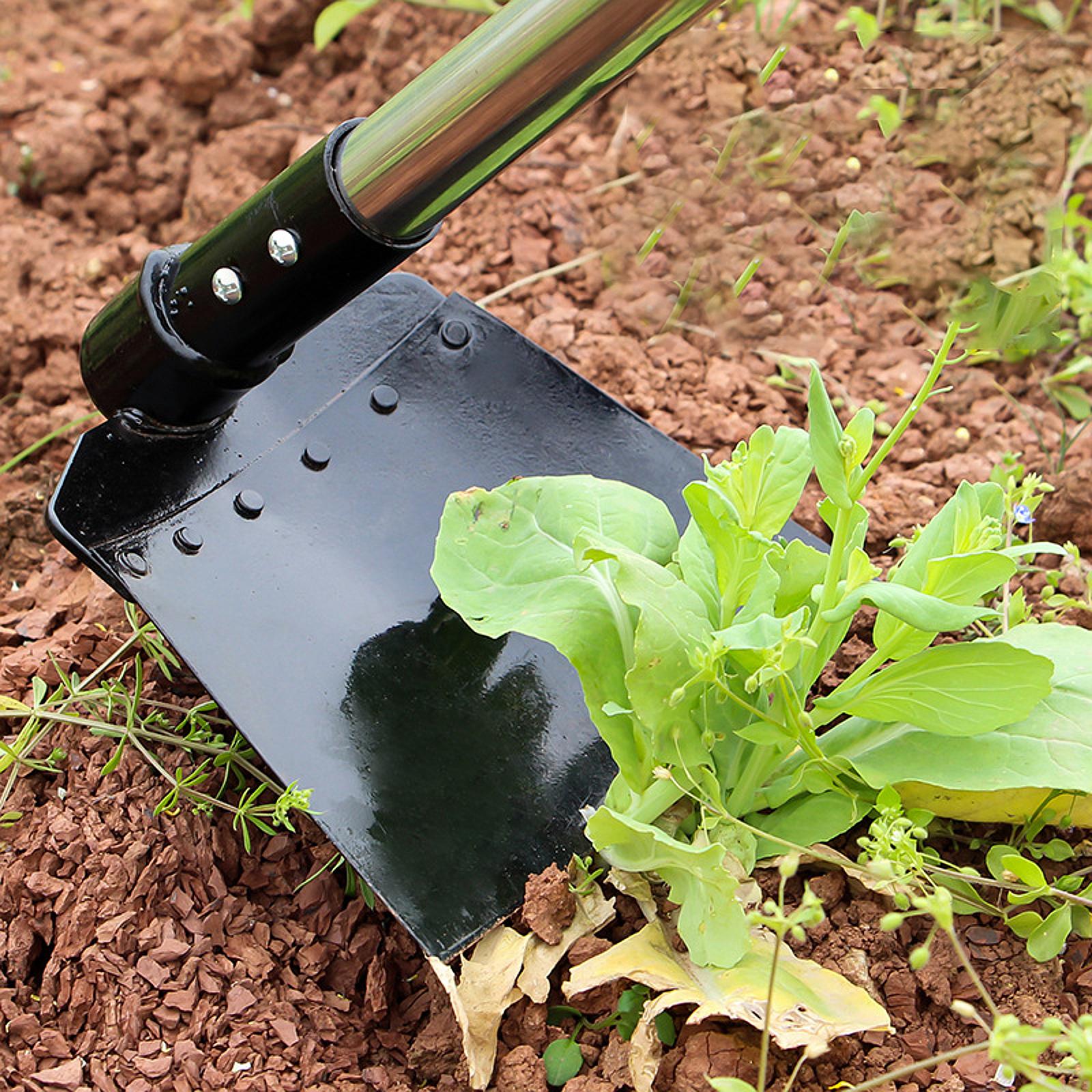 Weeding Sickle Hoe Adjustable  - مراجعة Tissue Culture Plant وسعره