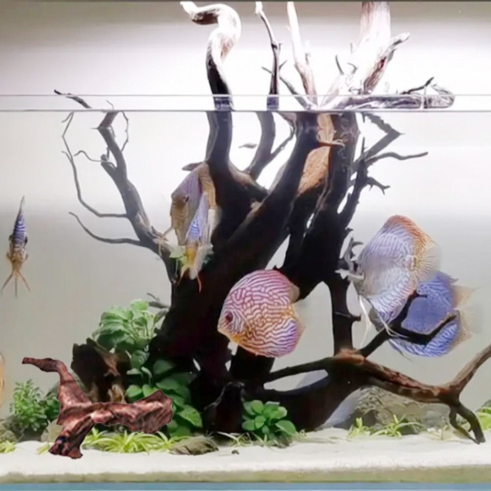 Creative Irregular Shape Coral - مراجعة Aquarium Plant Guide وسعره