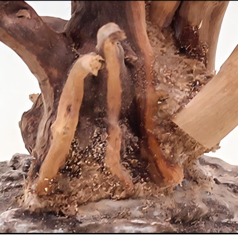 1PC Aquarium Landscaping Wood  - مراجعة Aquarium Plant Guide وسعره