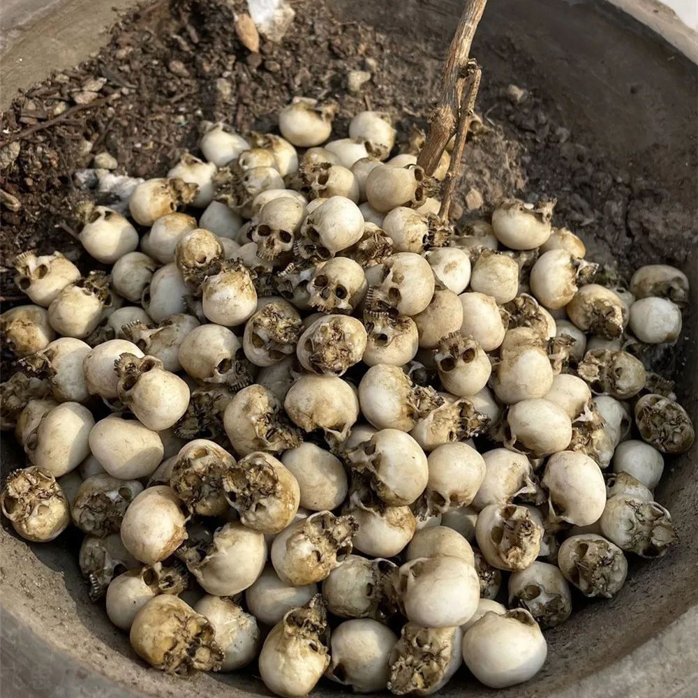 Mini Skull High Quality Miniat - مراجعة Aquarium Plants Book وسعره