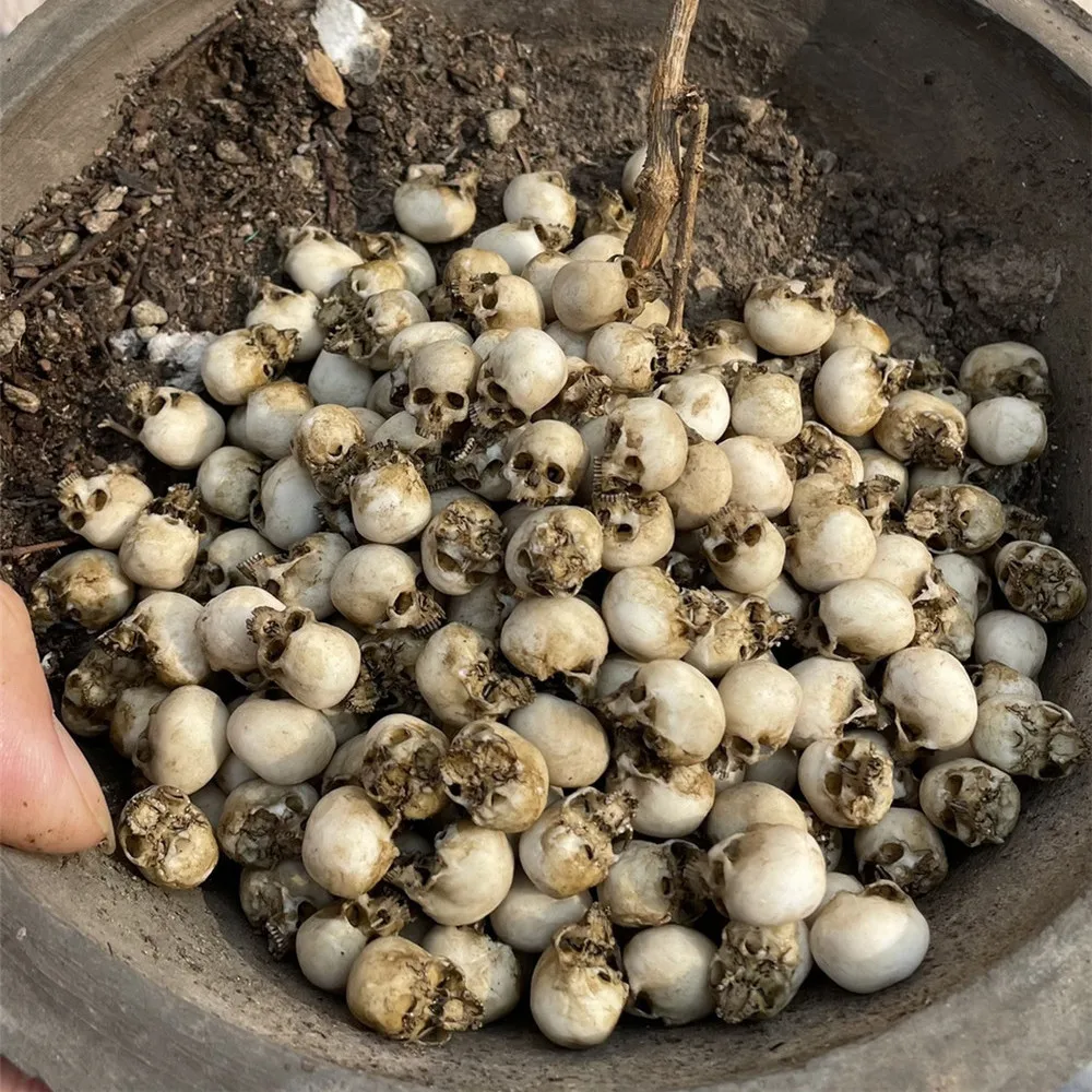 Mini Skull High Quality Miniat - مراجعة Aquarium Plants Book وسعره