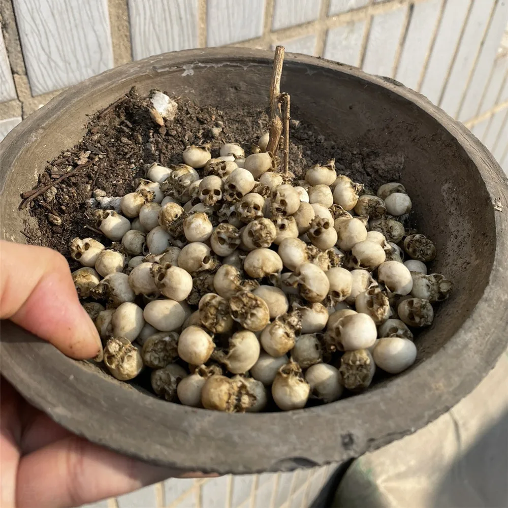 Mini Skull High Quality Miniat - مراجعة Aquarium Plants Book وسعره