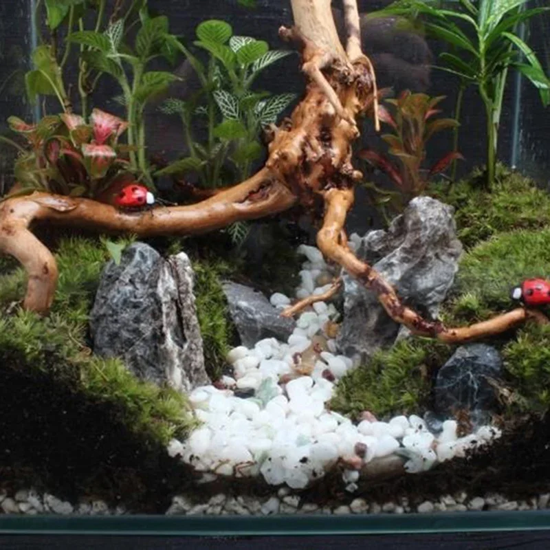 Natural Tree Trunk Driftwood A - مراجعة Aquarium Plant Root Tabs وسعره