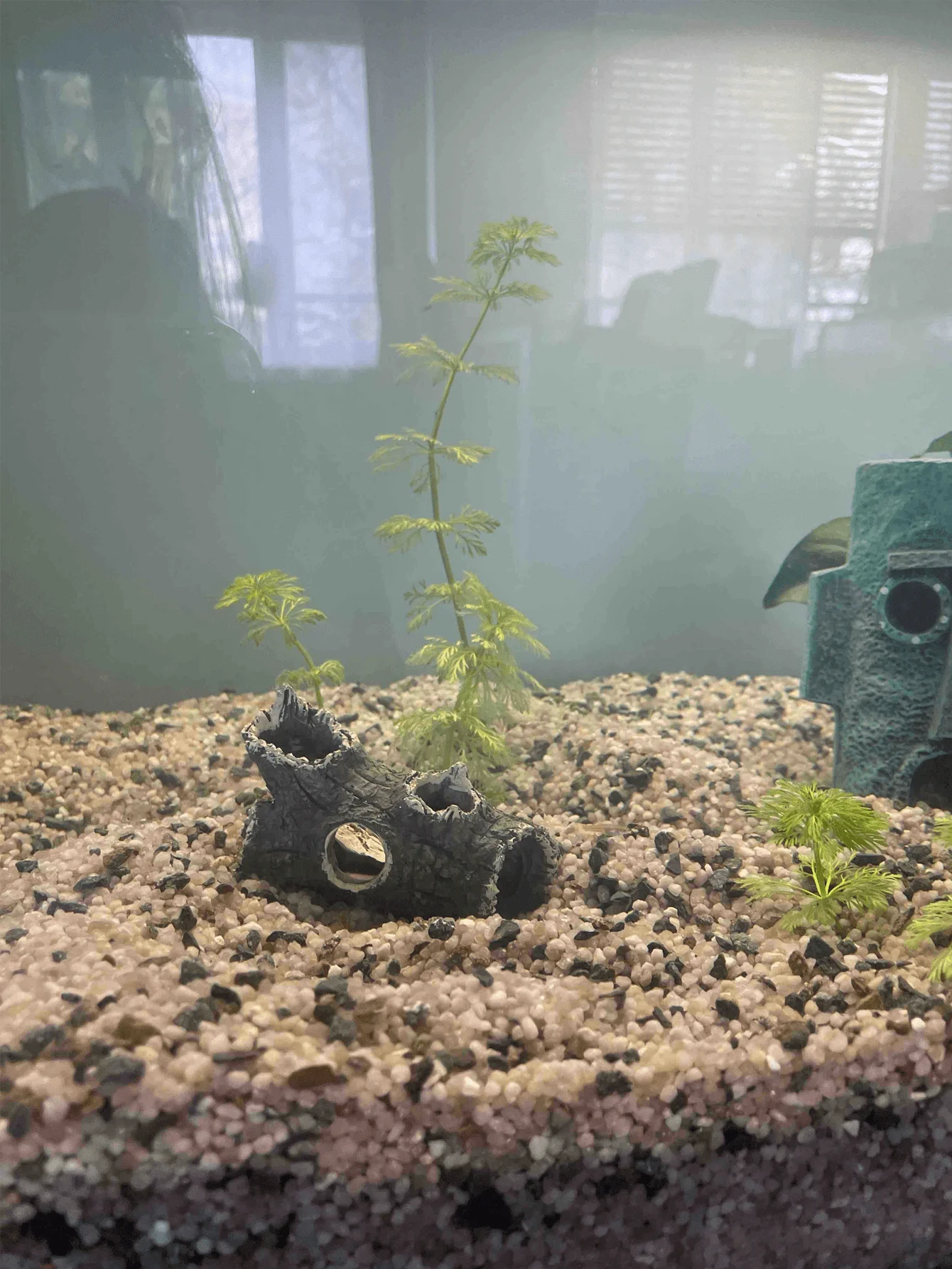1 piece of tree branch fragmen - مراجعة Aquarium Plant Guide وسعره