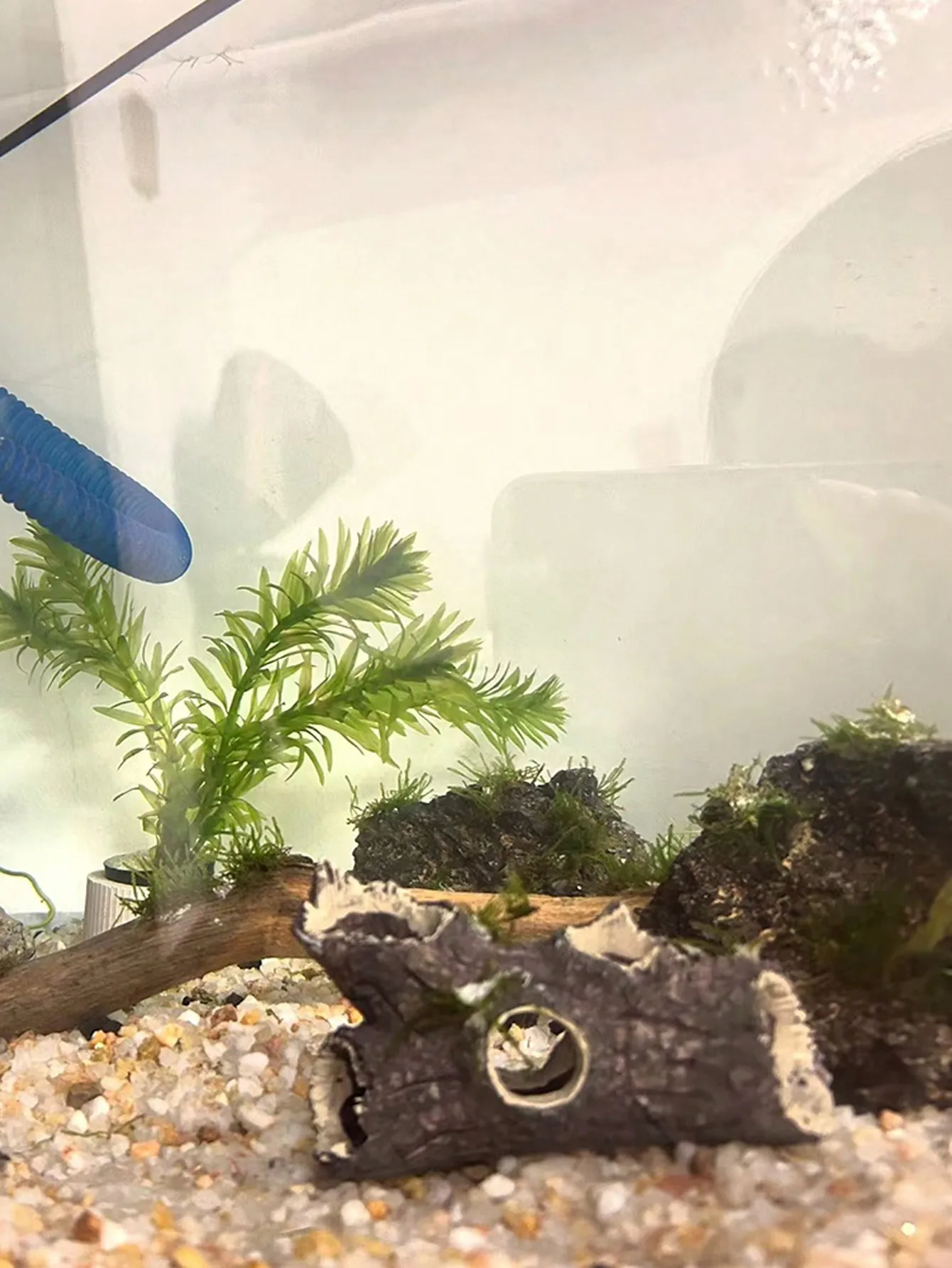 1 piece of tree branch fragmen - مراجعة Aquarium Plant Guide وسعره