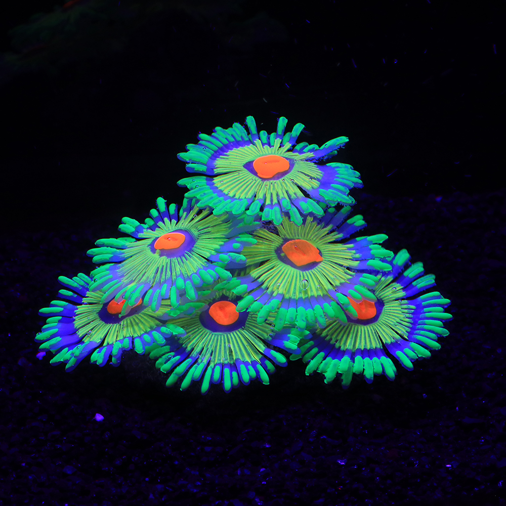 Silicone Simulated Sea Anemone - مراجعة Aquarium Plant Glue وسعره