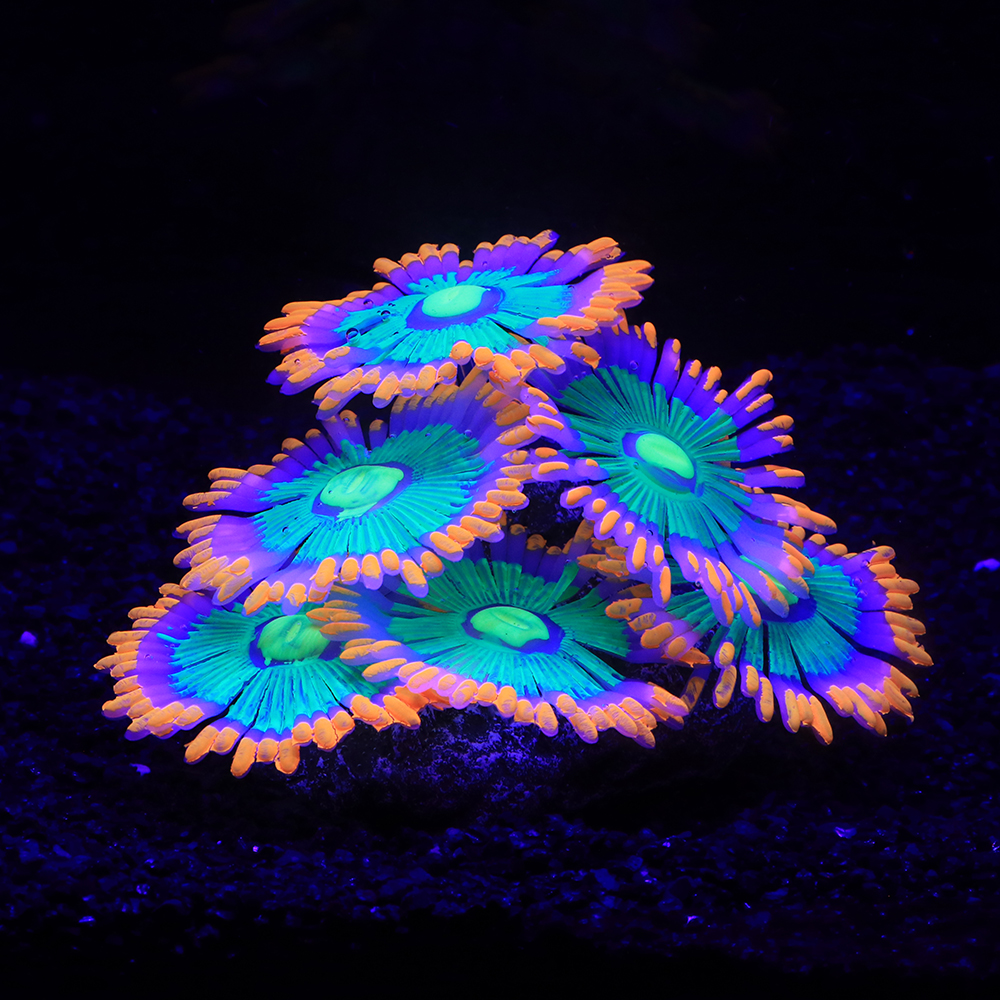 Silicone Simulated Sea Anemone - مراجعة Aquarium Plant Glue وسعره