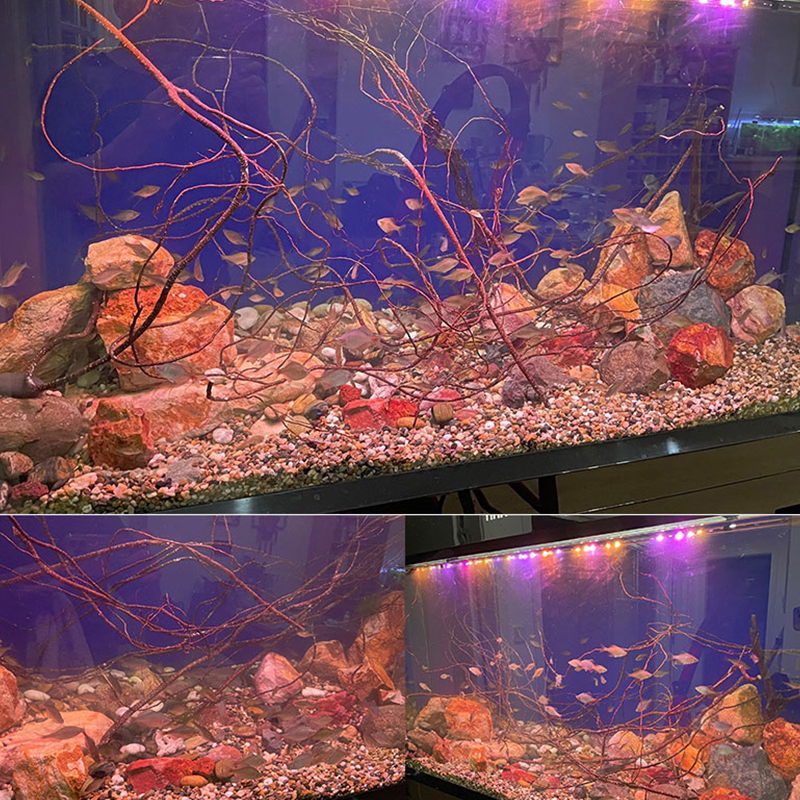 Fish Tank Tree Root Decoration - مراجعة Aquarium Plant Root Tabs وسعره