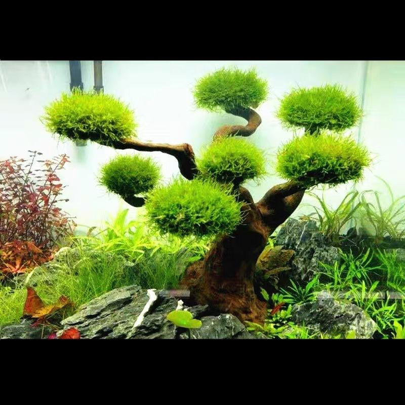 Aquarium Decoration Moss Drift - مراجعة Aquarium Plant Guide وسعره