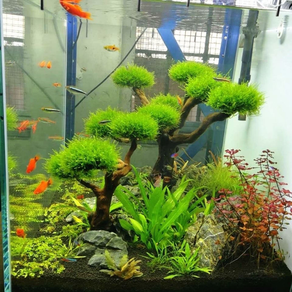 Aquarium Decoration Moss Drift - مراجعة Aquarium Plant Guide وسعره